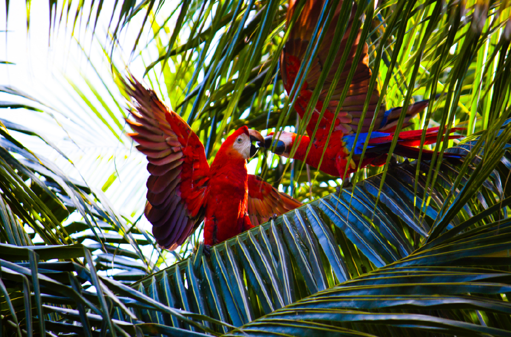 Costa Rica – 2009