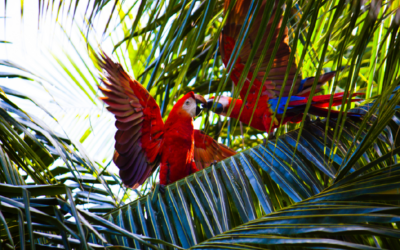 Costa Rica – 2009